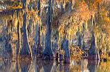 Cypress & Spanish Moss_26434